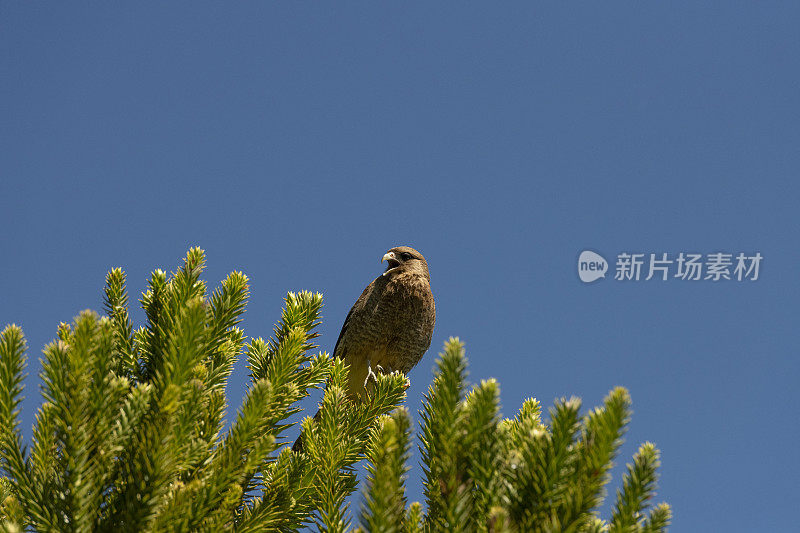 Chimango Caracara (Milvago ximango)